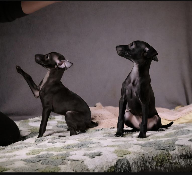 Щенки левретки,черного окраса,девочки.