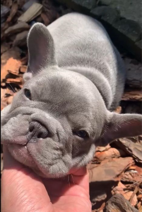 Buldog francuski Lilac lilak liliowy nie blue niebieski blekitny