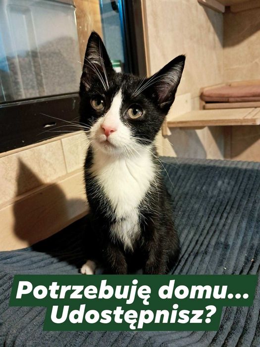 Karolcia ok 3 mcz wyjątkowa kotka czeka na dom Korabiewice