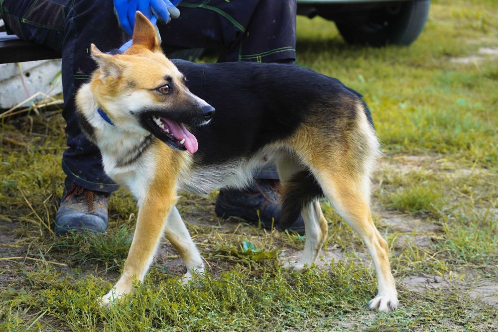 Frea delikatna sunia