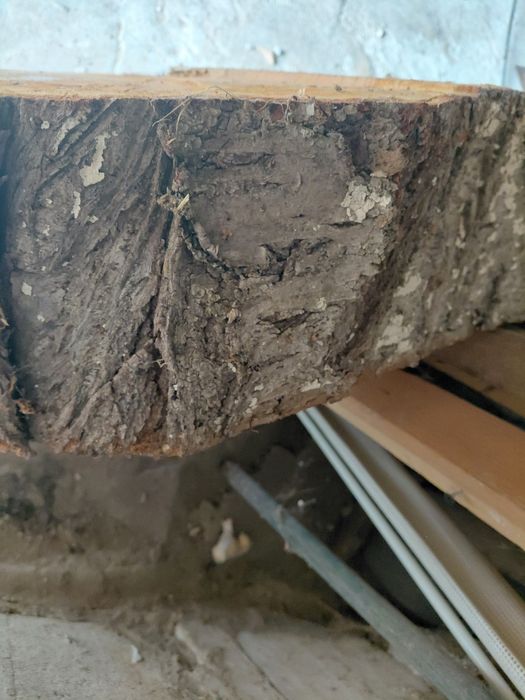 Plaster drzewa czereśni