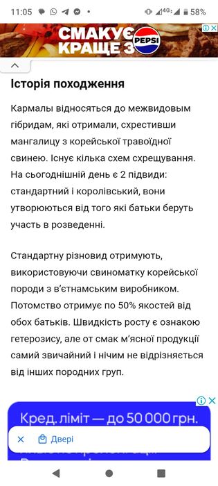 Еко--Ферма  пропонує поросят породи Кармал