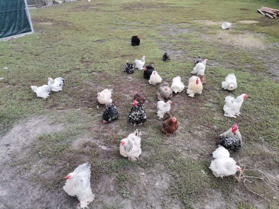 Kochiny miniaturowe koguty