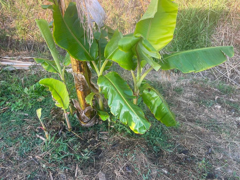 Mudas de Bananeira