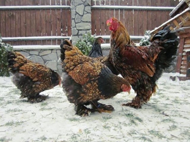 Інкубаційне яйце. Курчата, Брама спліш, золото.