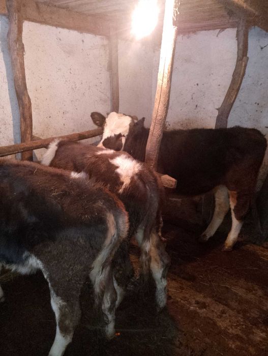 Продам бичків виростків.