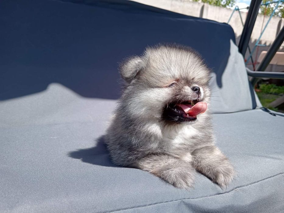 Німецький шпіц померанець