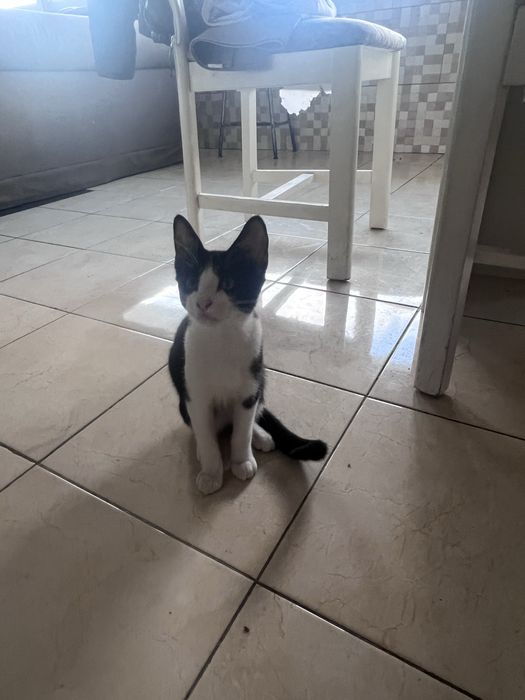 Dou gatinho bebe