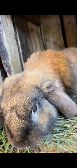 Продаю кроликів (живих або на мʼясо)