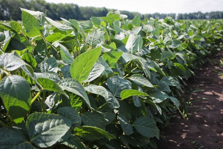 Купити насіння сої під раундап