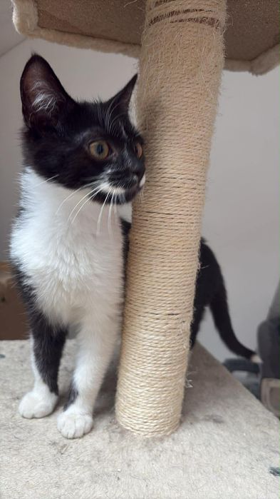 Maurycy ,kociak zadbany ,zdrowy ,sźuka domu.