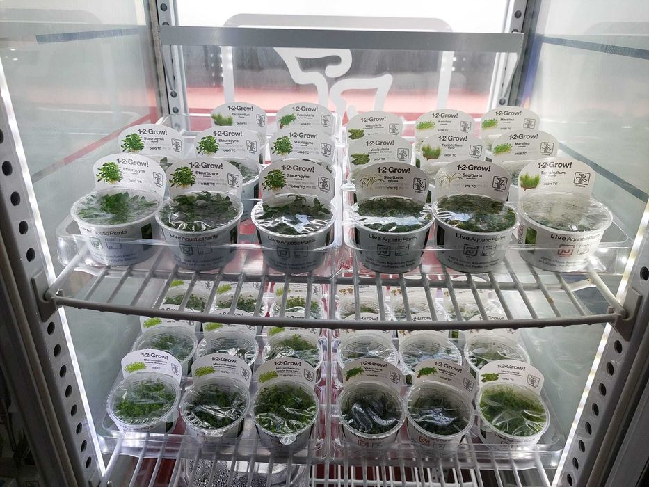 Plantas In-Vitro Tropica para aquario plantado