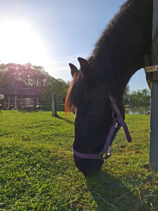 Klacz huculska do rekreacji