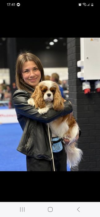 Кобель Кавалер Кінг Чарльз Спаніель для в'язки