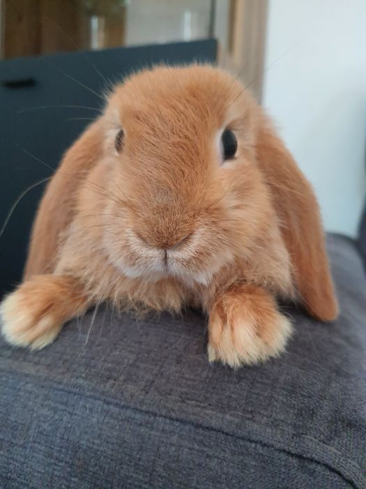 Kroliki baranek miniaturka karzelek mini lop