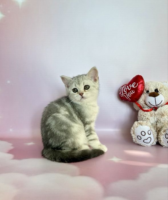 Шотландці! Кошенята з документами!