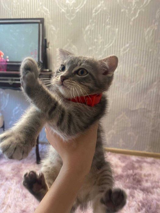 Віддам котика безкоштовно