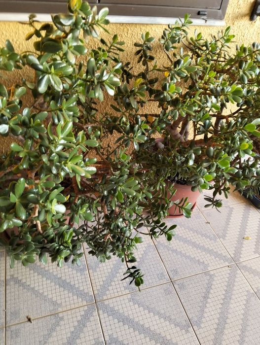 Cactos diversos.