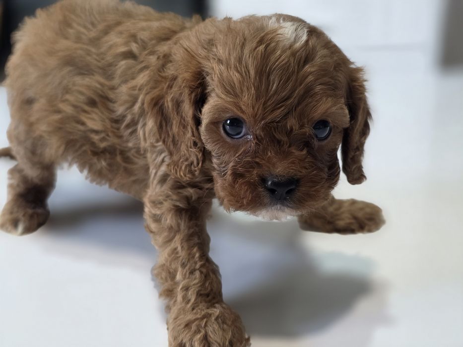 Cavapoo Samiec do odbioru badania genetyczne