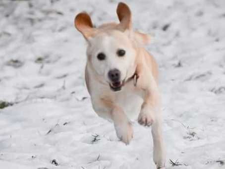 Pies w typie beagla do adopcji