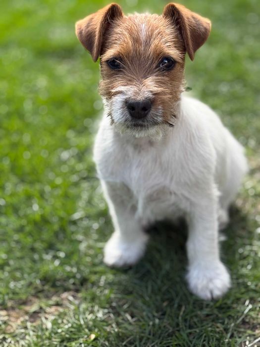 Jack Russell Terrier # SMARTIE JACKS # rodzice ZKwP/FCI suczka z lewej