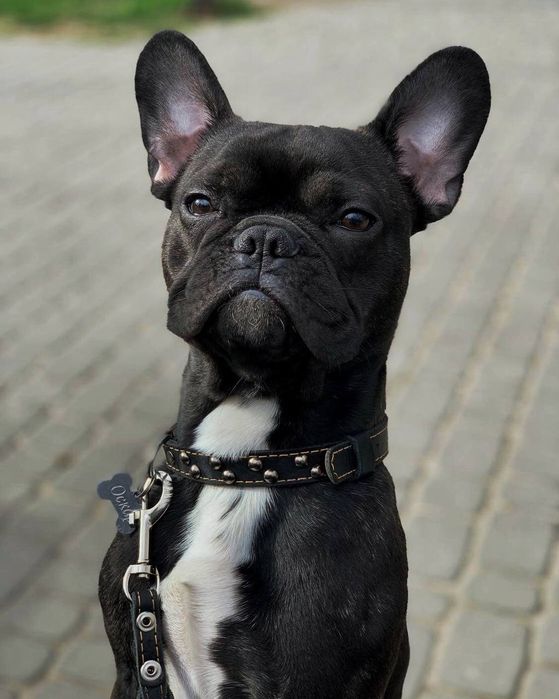 Вязка. Кобель французский бульдог ищет невесту