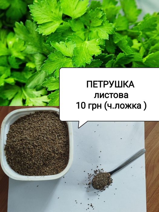 Петрушка насіння