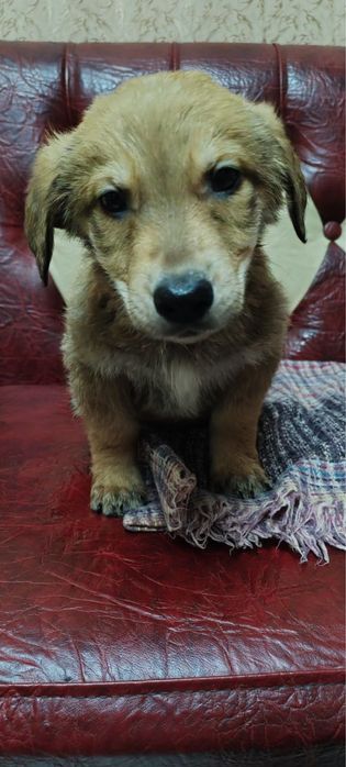 Віддамо в добрі руки