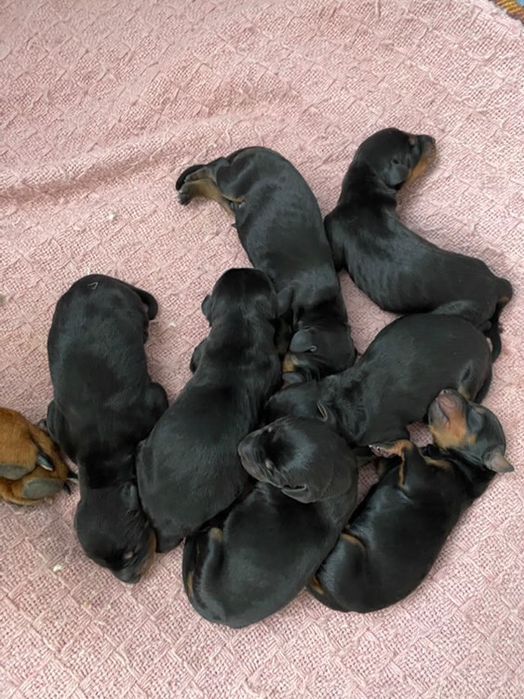 Доберман для вʼязки