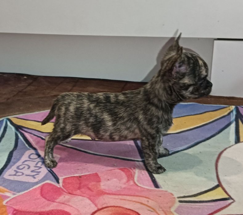 Chihuahua chłopak krótkowłosy