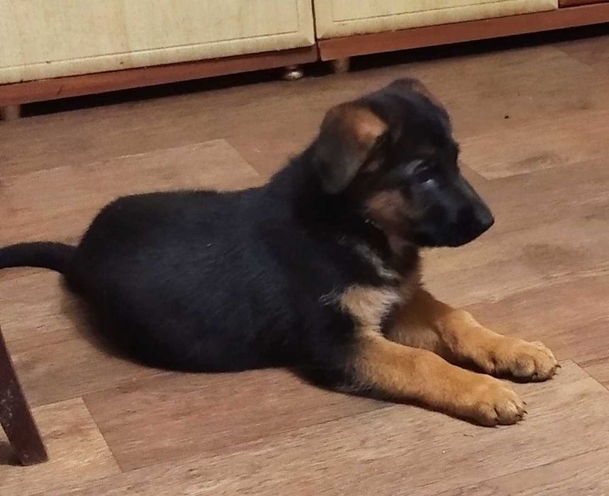 Бомбезные малыши немецкой овчарки,длинники и стандарт.