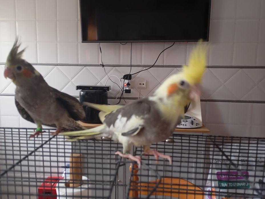 Caturras e periquitos bebés