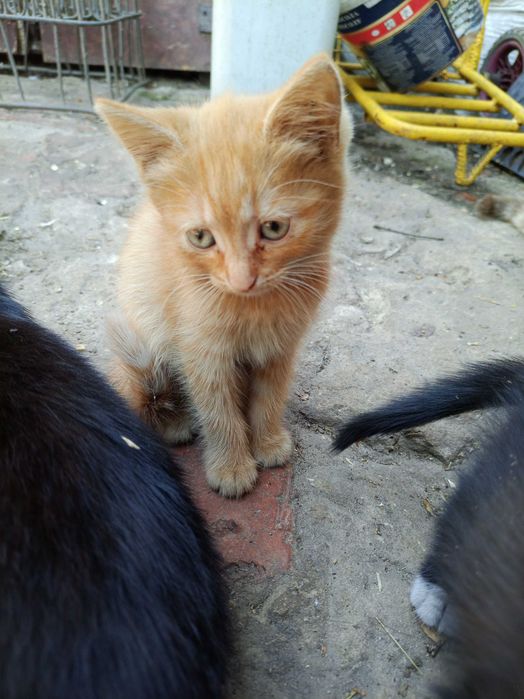 Котёнок Булочка ищет дом. Возраст полтора месяца.