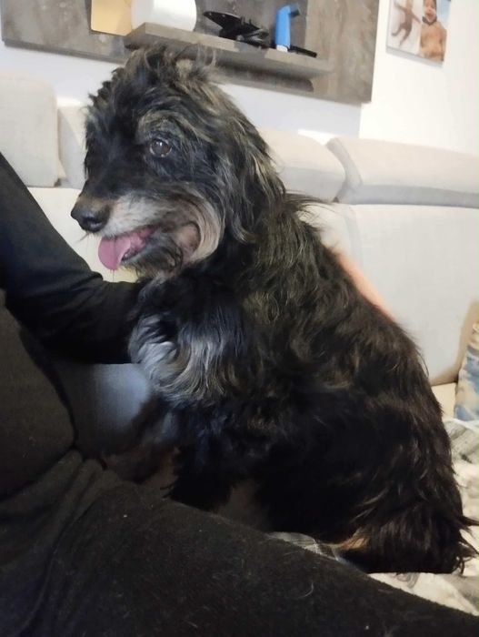 Figusia śliczna sunia do adopcji