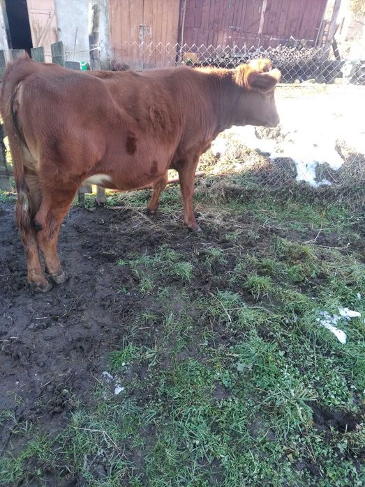 Продам теличку  в добрі руки на тримання.