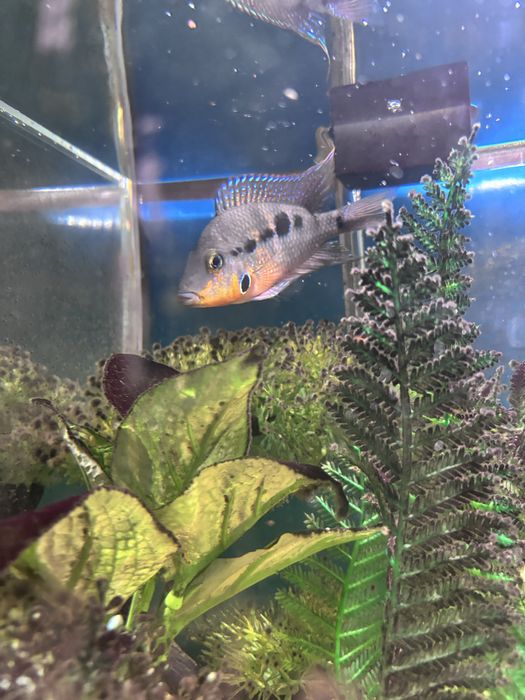 Peixe boca de fogo macho 8cm (Firemouth/Thorichthys meeki)