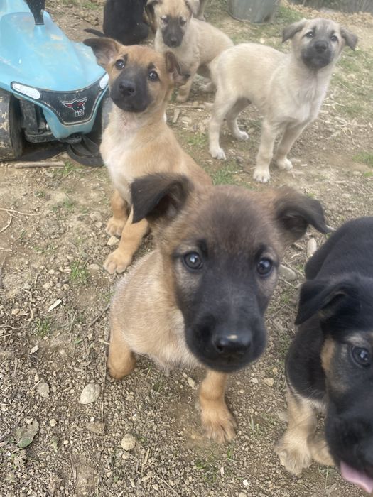 Собаки шукають дім