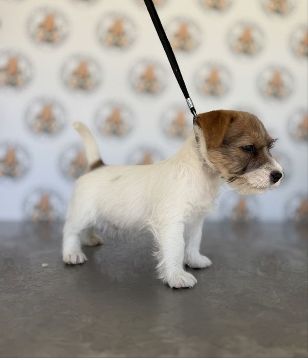 Macho Jack Russell Terrier  pelo cerdoso