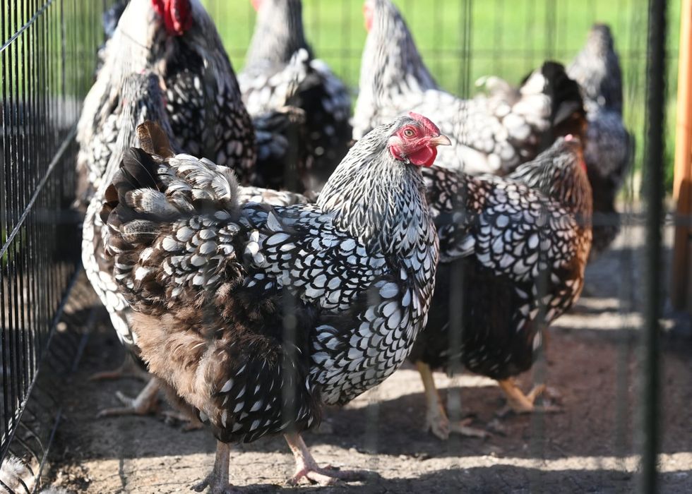 Jaja legowe amrock australop minor vorverk lakenfelder marans
