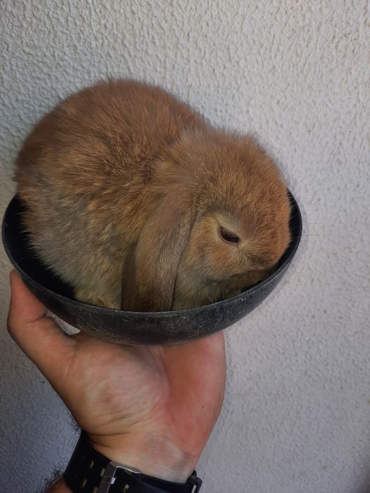 Coelhos anões mini lop belier/orelhudos e mini holandes/toy puros