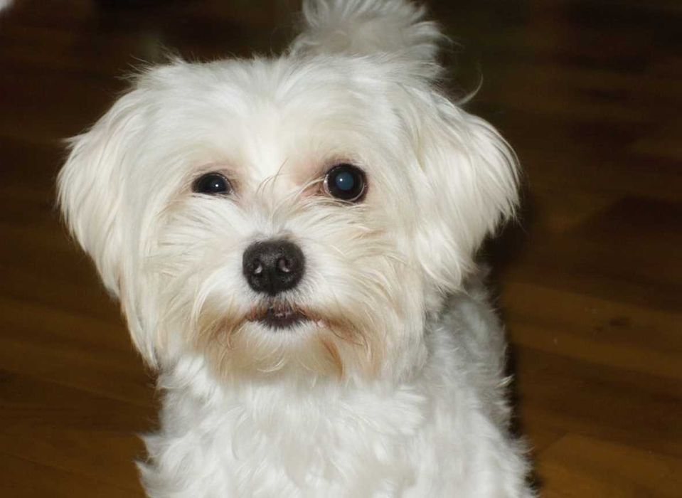 Urocza sunia  . Gotowa do odbioru