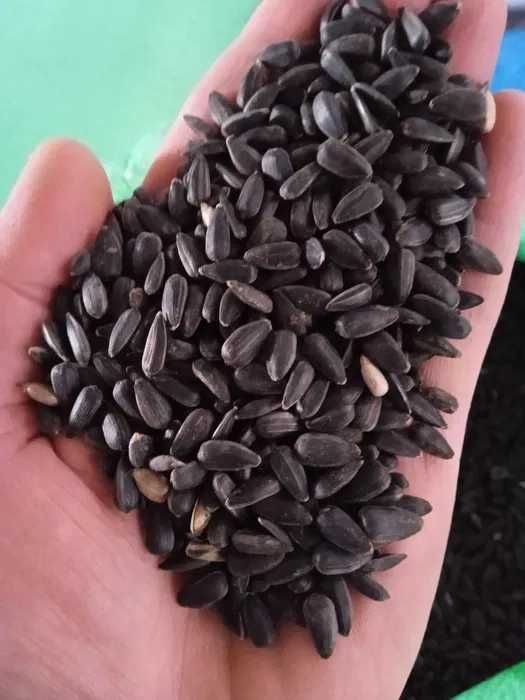 Słonecznik dla ptaków pokarm do karmnika 10kg