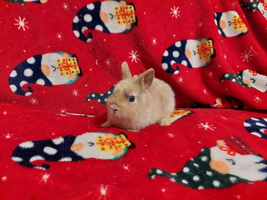 Нідерландські міні кролики