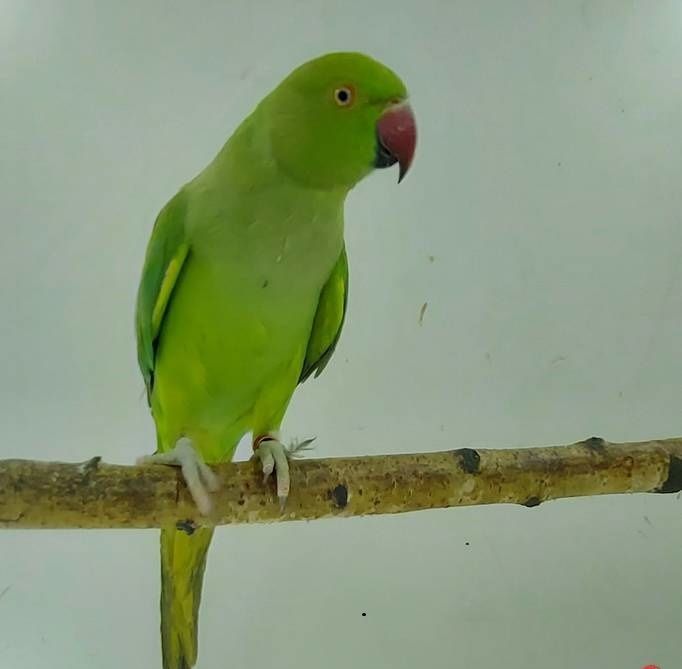 Aleksandretta aleksandretty mlode 25r zielone żółte niebieskie