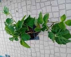 Framboesa preta planta