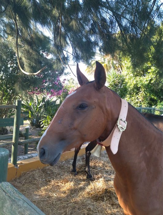 vendo poldra lusitana pura com 2 anos