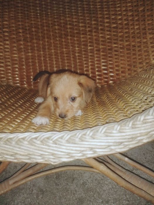 Cachorrinha para adoção responsável