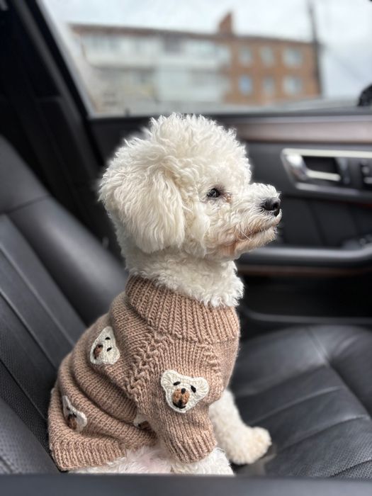 Бішон Фрізе , вʼязка (хлопчик)