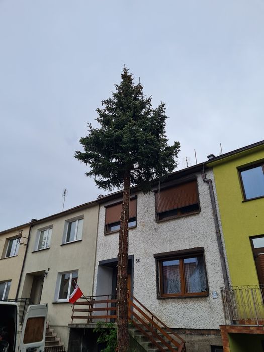 Arborysta, alpinistyczna wycinka i pielęgnacja drzew, zrębkowanie
