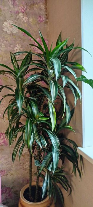 Продам кімнатну квітку драцену 175 см висотою